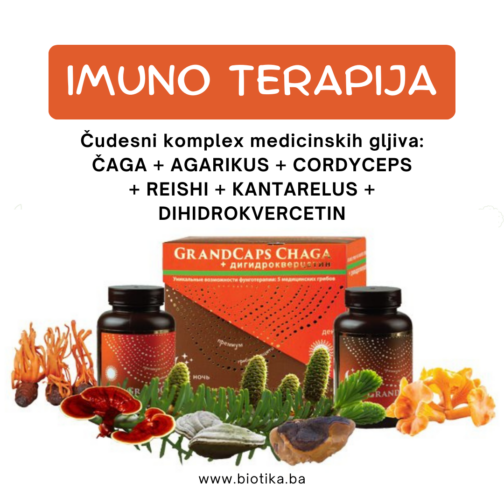 chaga čaga imuno terapija